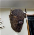 buffalo bison fram.jpg