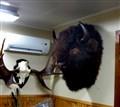 buffalo bredvid älgkrona.jpg