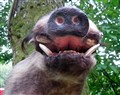 busksvin äkta tänder i munhålan.jpg