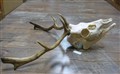 deer skull H 58 cm B 50cm.jpg
