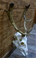 deer skull natural horn color not painetd.jpg