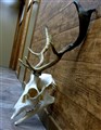 deer skull natural skull color 58x50.jpg