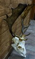 hjort skalle finare mer symetriska horn H 57 x B 42 cm.jpg