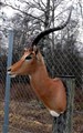 impala älm stolpe vackra långa horn.jpg