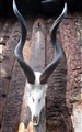 kudu kranium m horn III fram.jpg