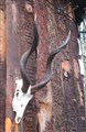 kudu kranium m horn III.jpg
