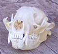 racoon skull.jpg