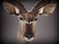 större kudu pidestal närbild fram.jpg