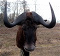 svart vitsvansgnu pampig tjur med kraftiga horn.jpg