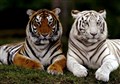 tigrar olika färger.jpg