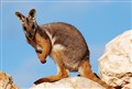 wallaby vacker.jpg